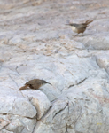Canyon Wren 5331